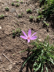 Colchicum lusitanum
