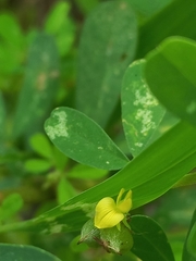 Crotalaria medicaginea