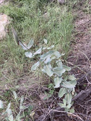 Asclepias elata