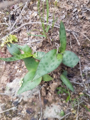 Ledebouria revoluta