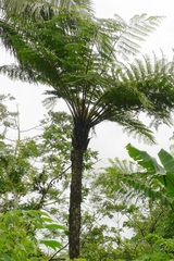 Cyathea lunulata