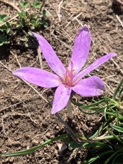 Colchicum lusitanum