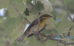 Setophaga townsendi