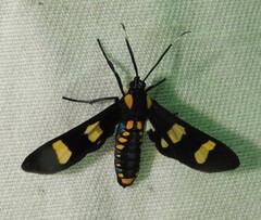 Phoenicoprocta hampsonii