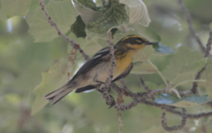 Setophaga townsendi