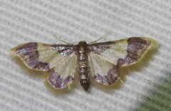Idaea basinta