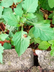 Epilachna mexicana