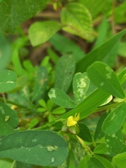 Crotalaria medicaginea
