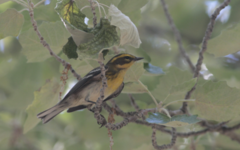 Setophaga townsendi