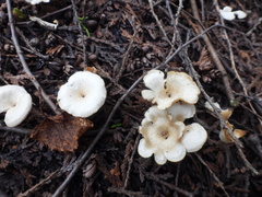 Hohenbuehelia petaloides