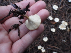 Hohenbuehelia petaloides