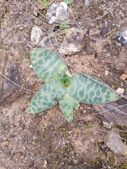 Ledebouria revoluta