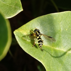 Xanthogramma pedissequum