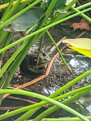Lithobates catesbeianus