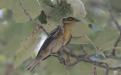Setophaga townsendi