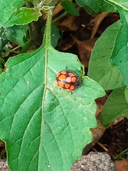 Epilachna mexicana
