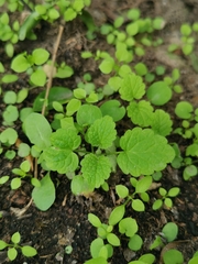 Lamium purpureum
