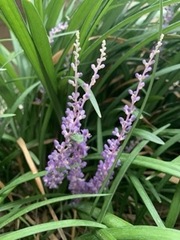 Liriope
