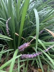 Liriope