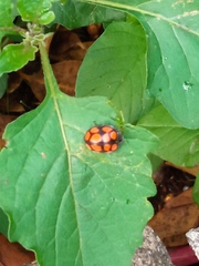 Epilachna mexicana