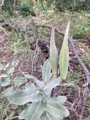Asclepias elata