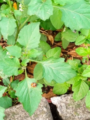 Epilachna mexicana