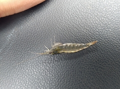 Caridina multidentata