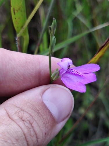 Dianthera angusta, photograph 5