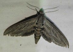 Sphinx chersis
