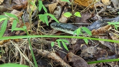 Pantherophis spiloides