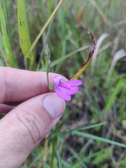 Justicia angusta