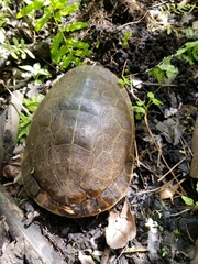 Deirochelys