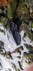Mytilus edulis