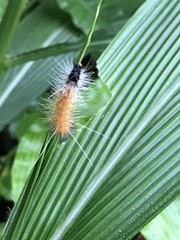 Spilarctia subcarnea