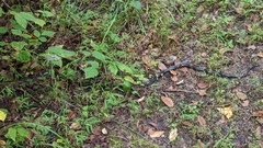 Pantherophis spiloides