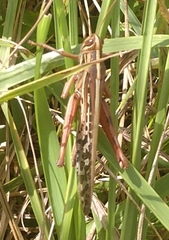 Schistocerca americana