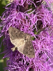 Apamea devastator