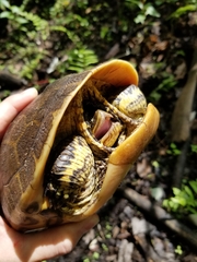 Deirochelys