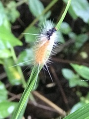 Spilarctia subcarnea