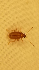 Colaspis brunnea