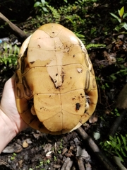 Deirochelys