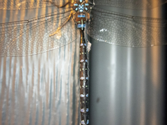 Aeshna tuberculifera