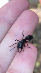 Plectroctena mandibularis