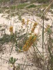 Manulea tomentosa