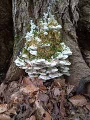 Rigidoporus populinus
