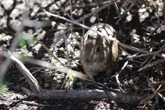 Microcavia australis
