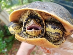 Deirochelys