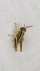 Melanoplini