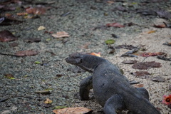 Varanus salvator macromaculatus