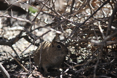 Microcavia australis
